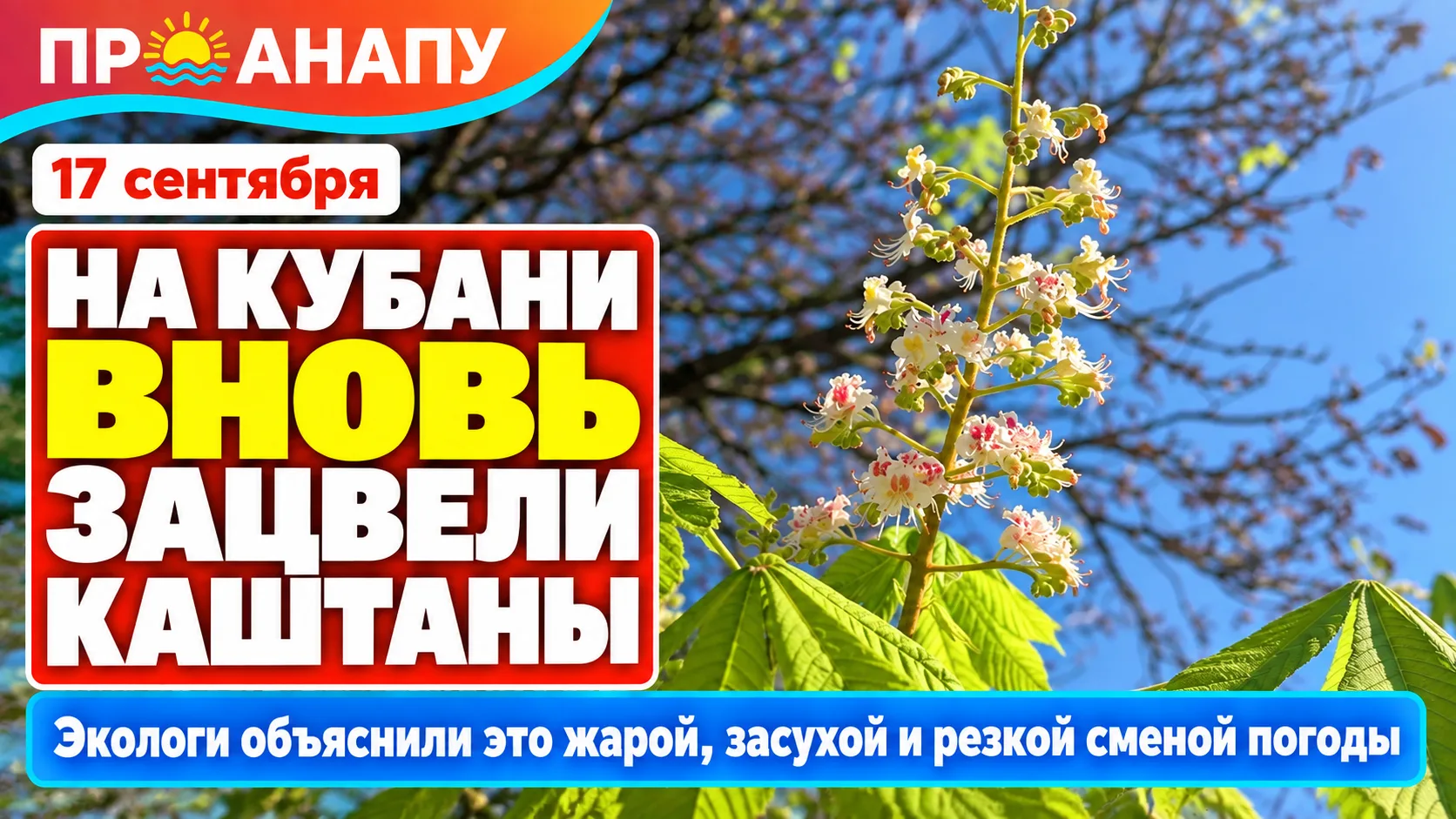 На Кубани в середине сентября повторно зацвели каштаны