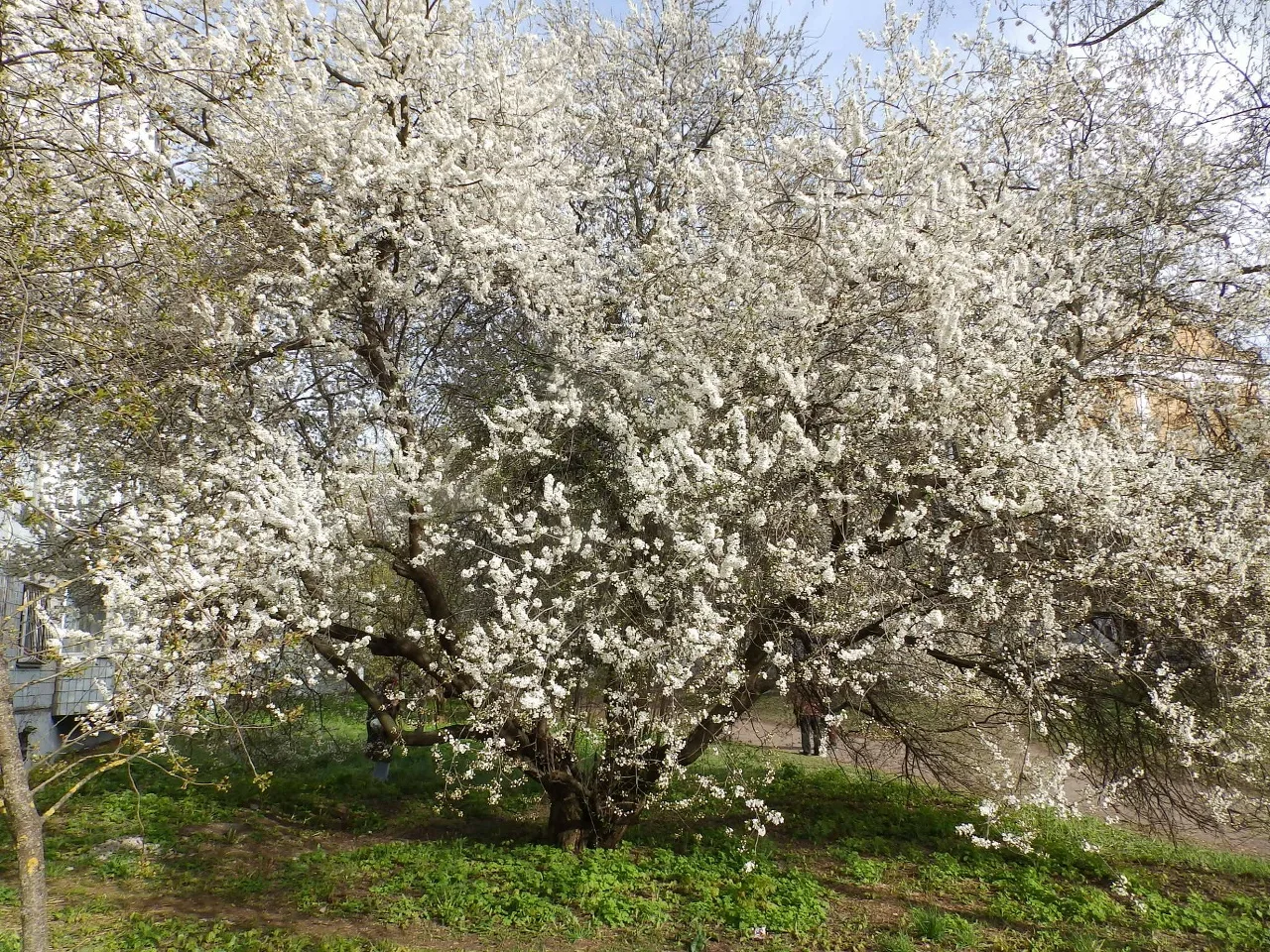 Цветущая алыча в Твери 🌸🌳  Фото с улицы Жигарева публикуют Натуральные новости.   📸: Вадим Рыбаков  