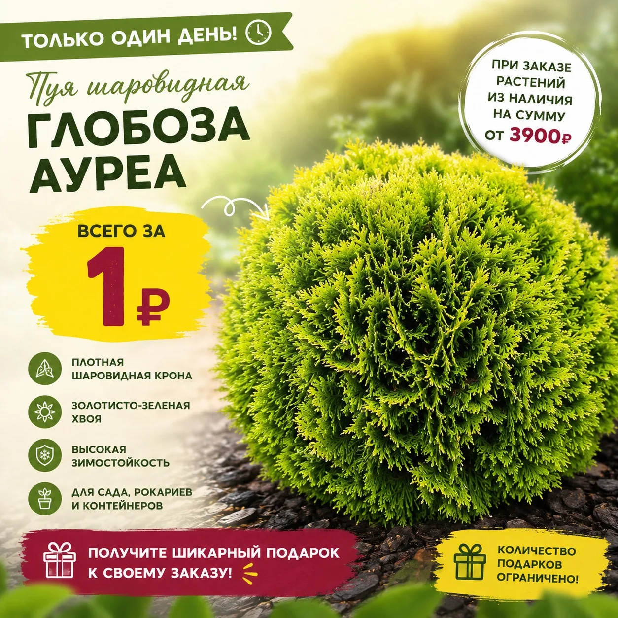 🌲 Только сегодня при покупке растений из наличия на сумму от 3900 вы можете получить Т...