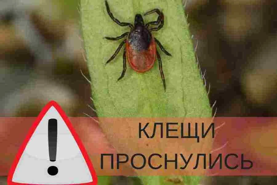 Осторожно-клещи!