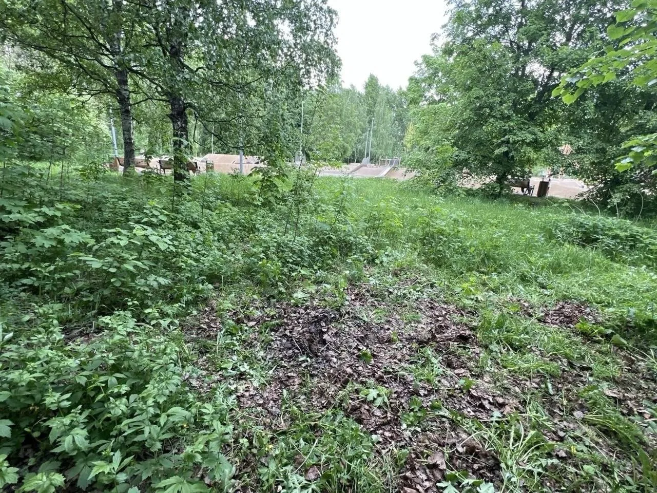 ✅ Борщевик в Большом Строгинском затоне ликвидировали