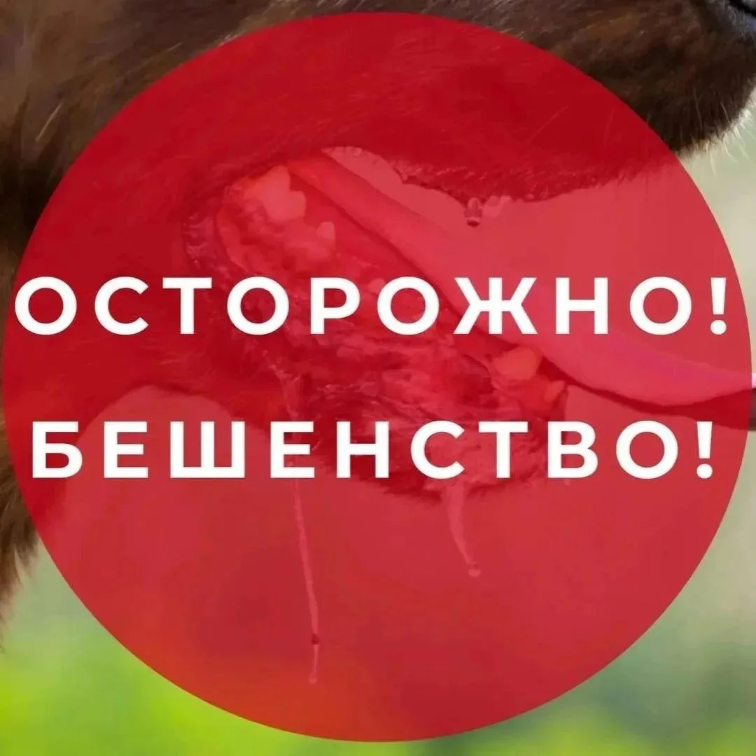 🔬Бешенство – острая вирусная болезнь животных и человека, характеризующаяся неврологич...