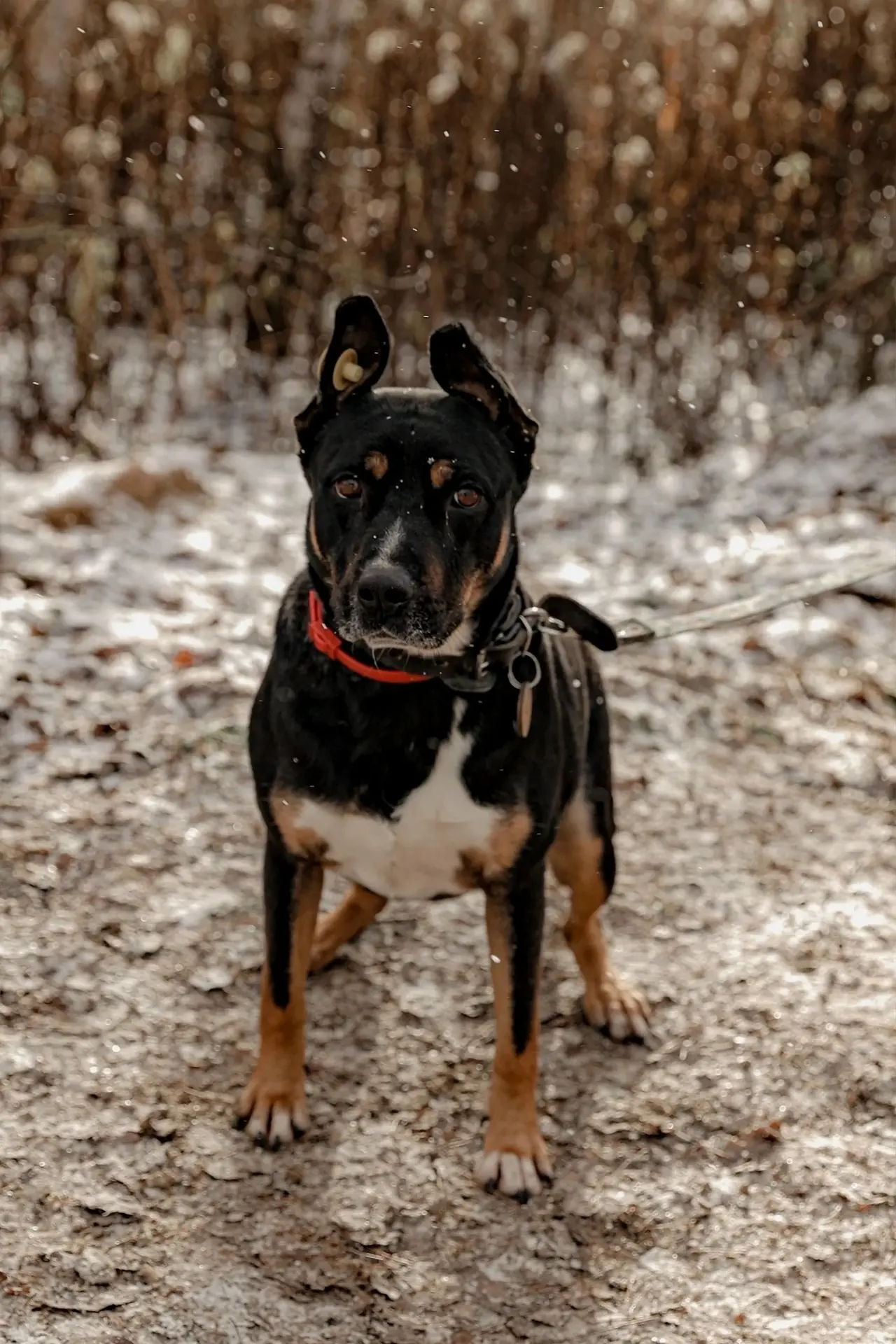 Ногинский муниципальный приют