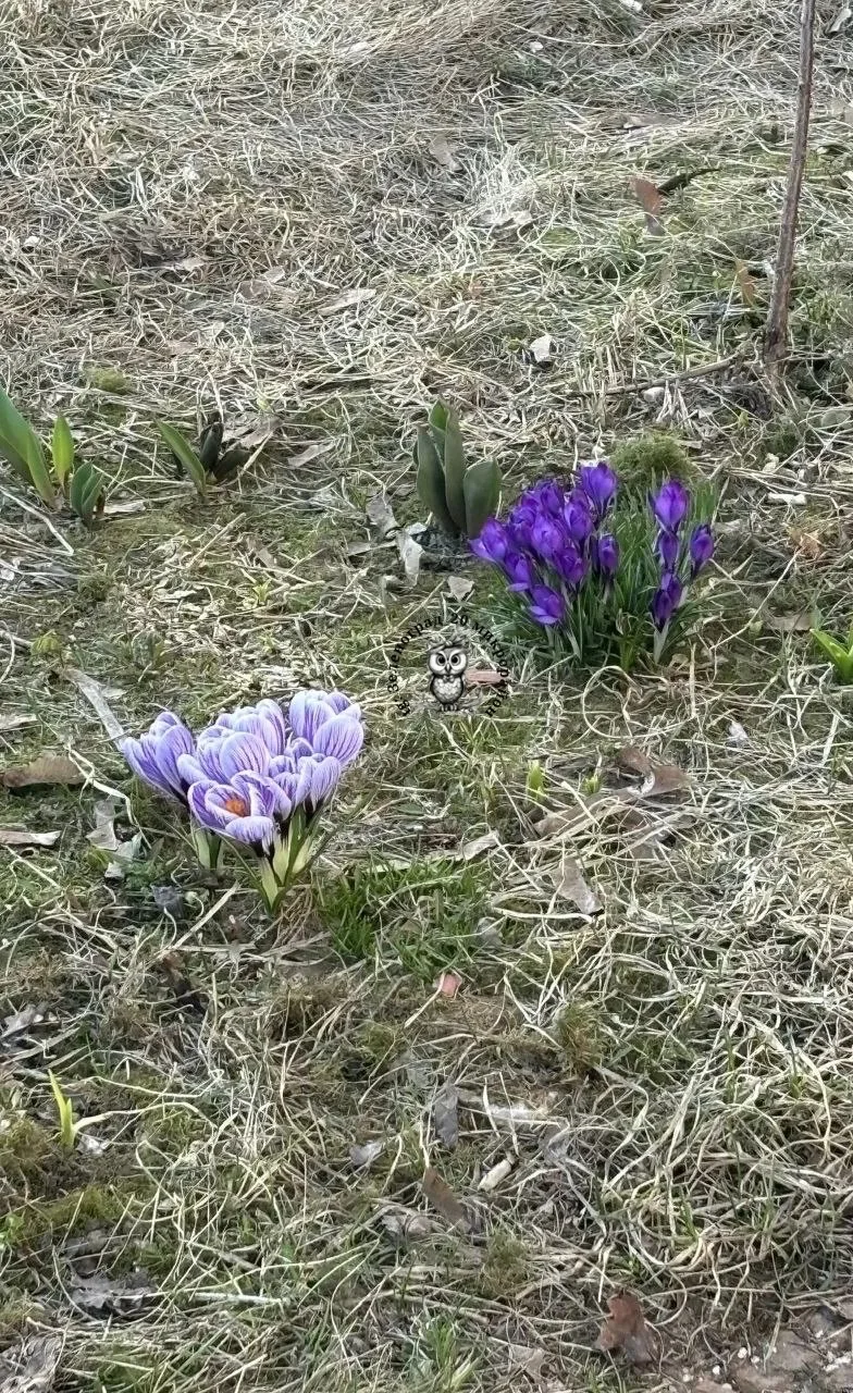Весна в городе — это не календарь 🌱