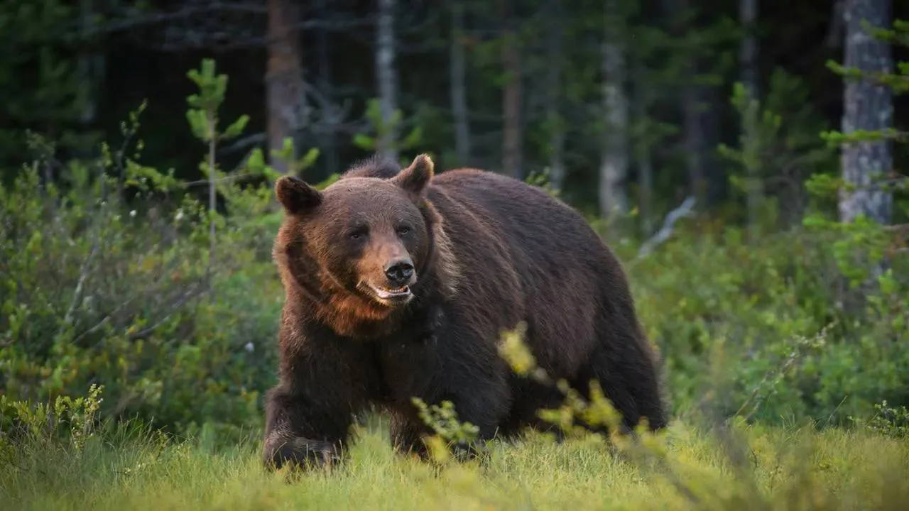 🐻 В Подмосковье насчитали около двух десятков медвежьих следов