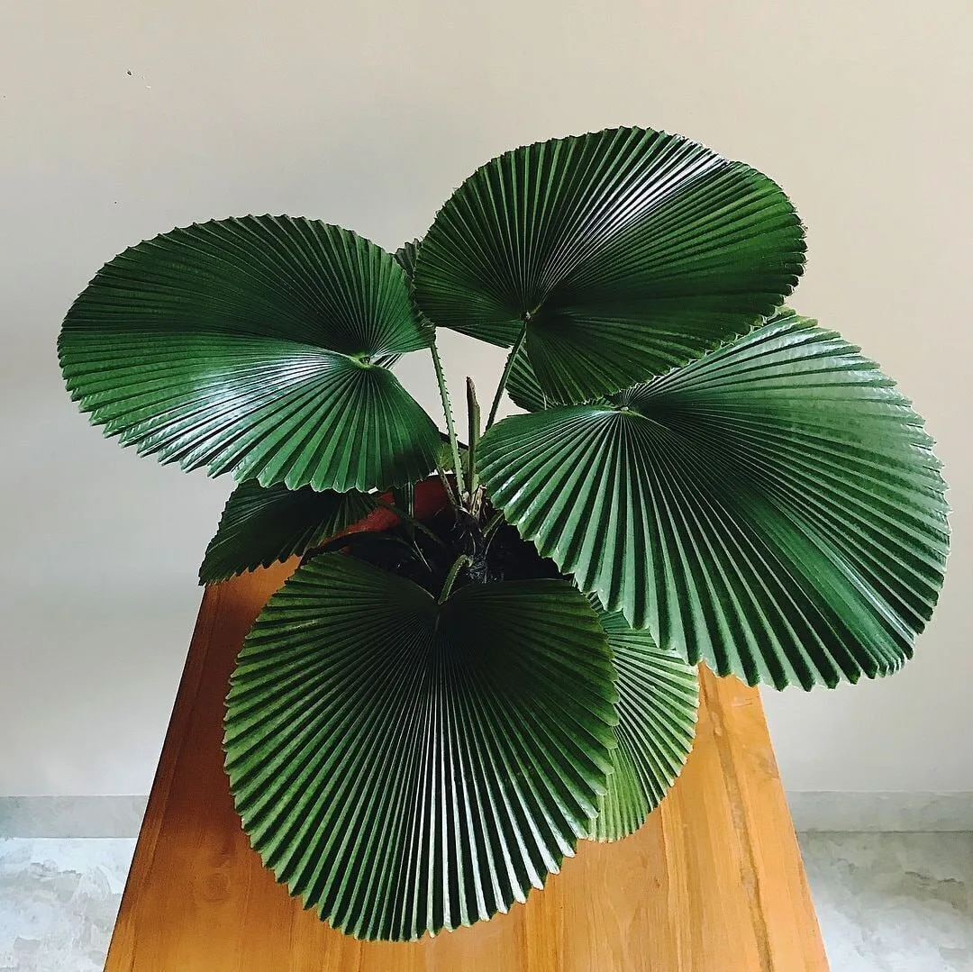 Ликуала — веерная пальма🌴

Это самая веерная из всех веерных пальм, которые можно выращивать в комн