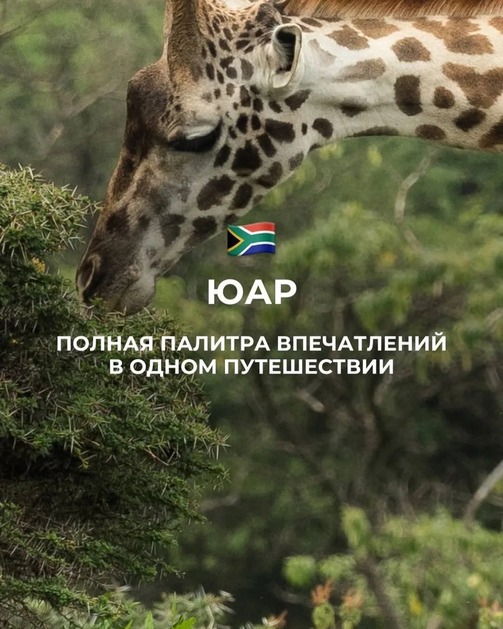 🇿🇦 Полная палитра ЮАР: сафари, вино, киты и водопады в одном путешествии!