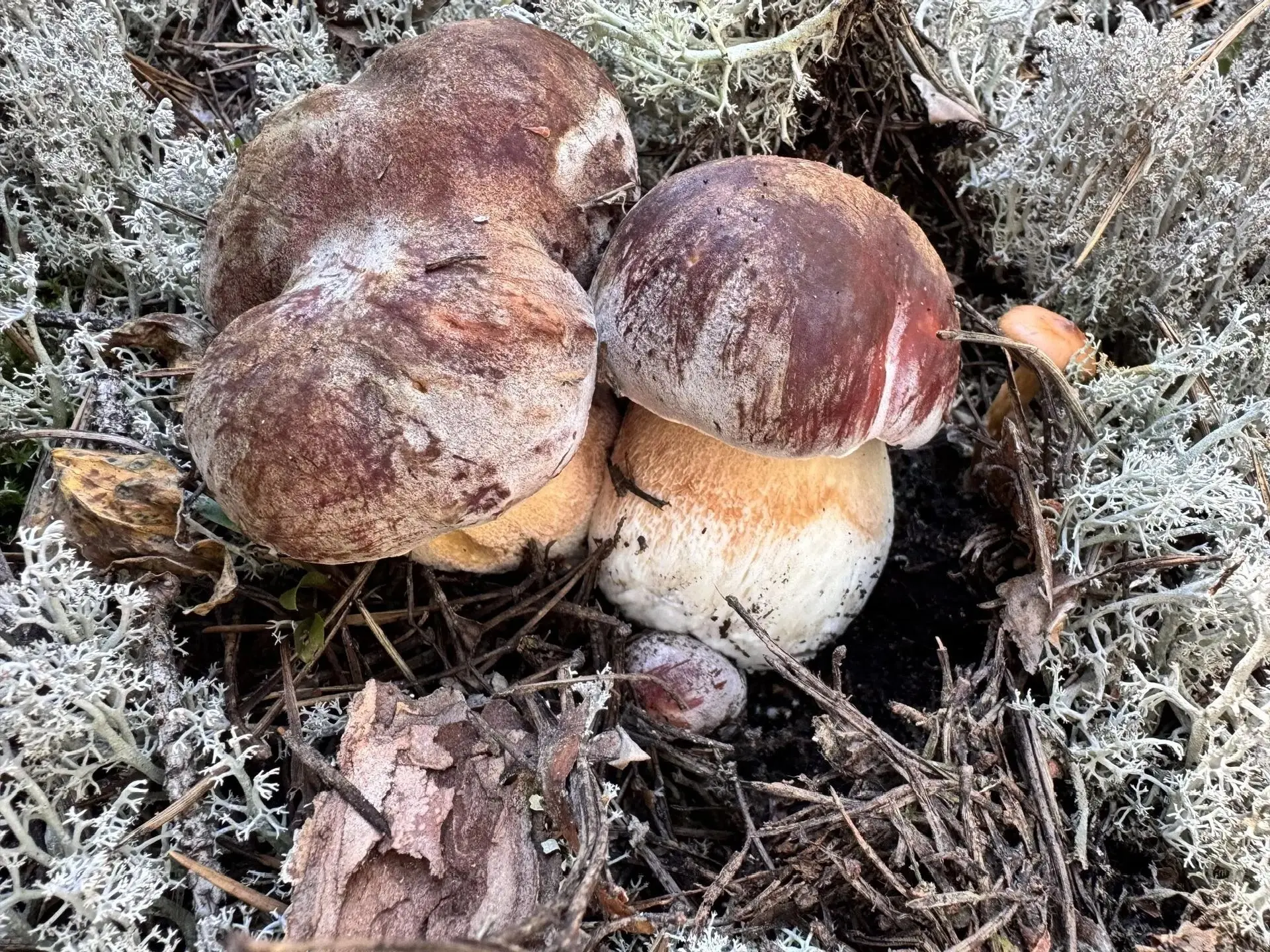 Пошли красавчики 🍄‍🟫🍄‍🟫🍄‍🟫