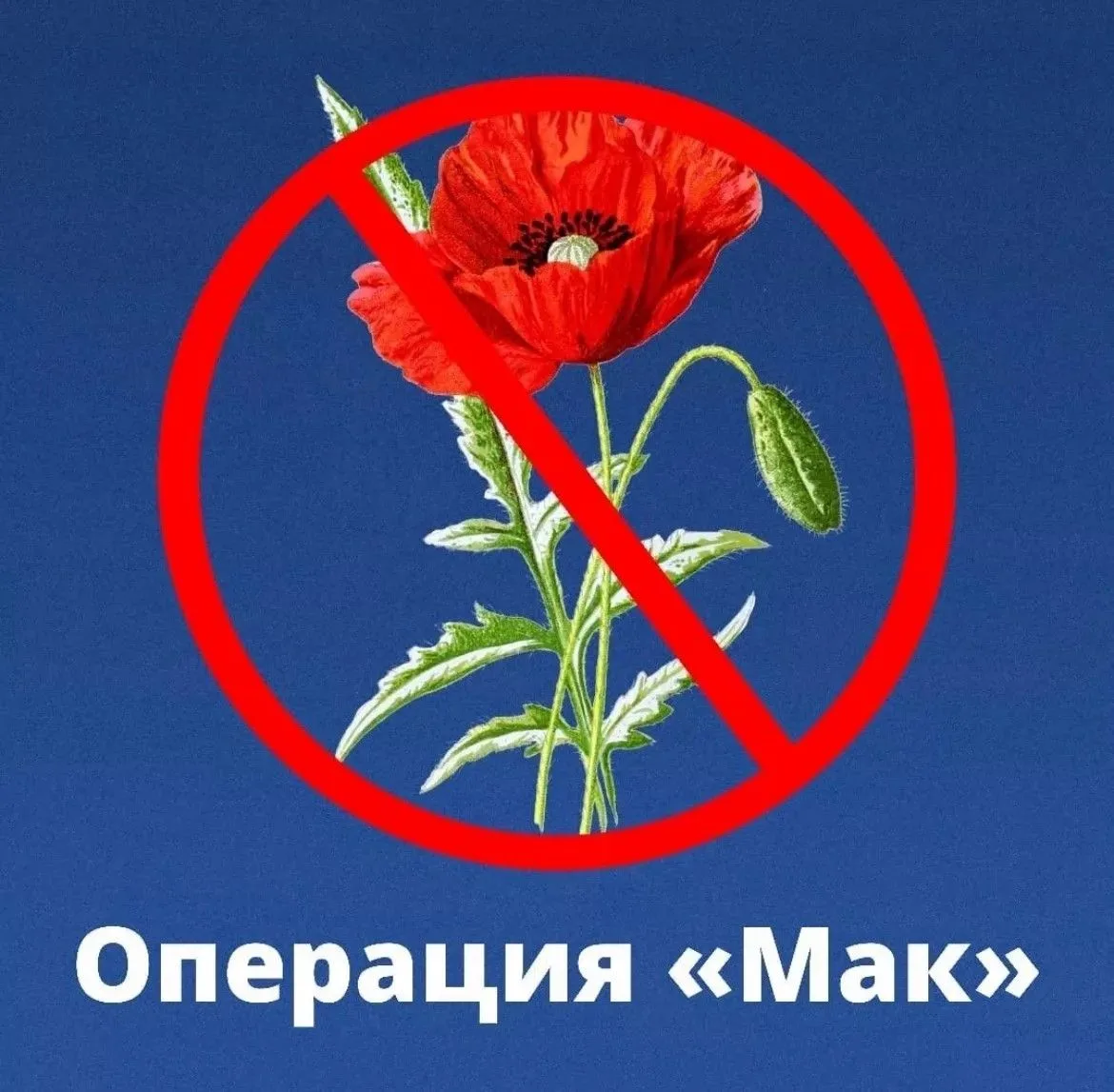 На территории Кош-Агачского района стартовал первый этап операции «Мак-2026»!

Наши усилия направлен