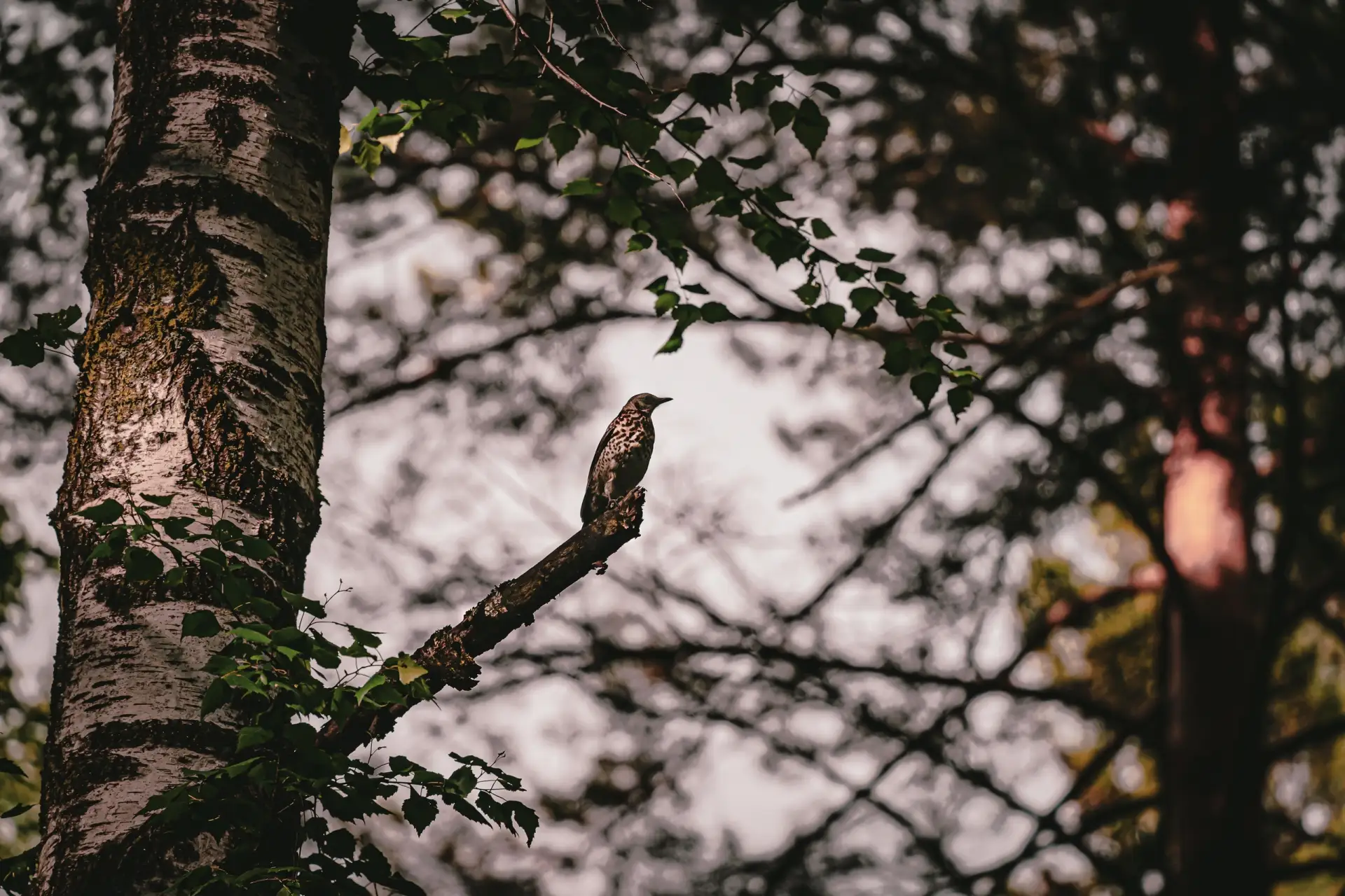 «Сказки нашего леса» ✨🌲