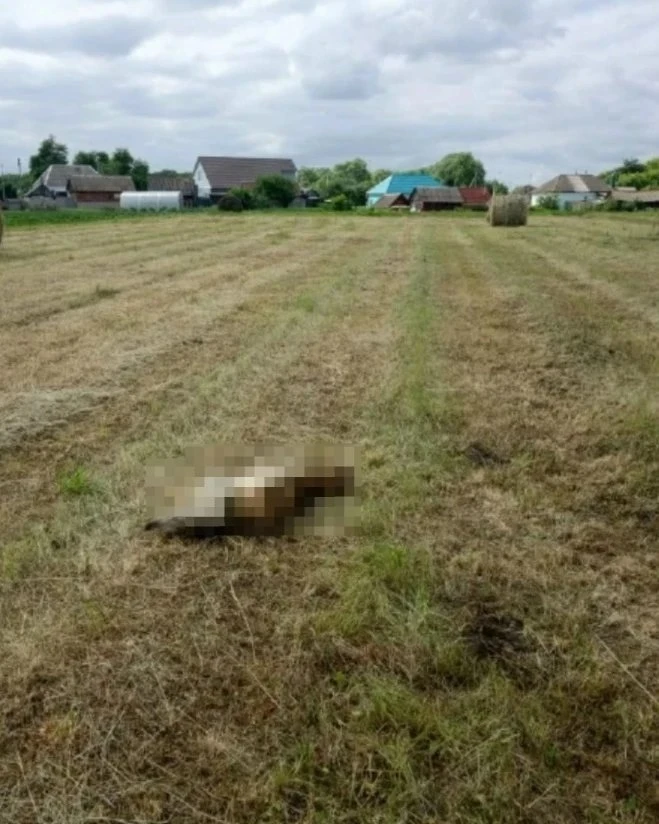 🥀 В Липецкой области на глазах у ребенка застрелили собаку

В соцсетях появилась информация о жесто