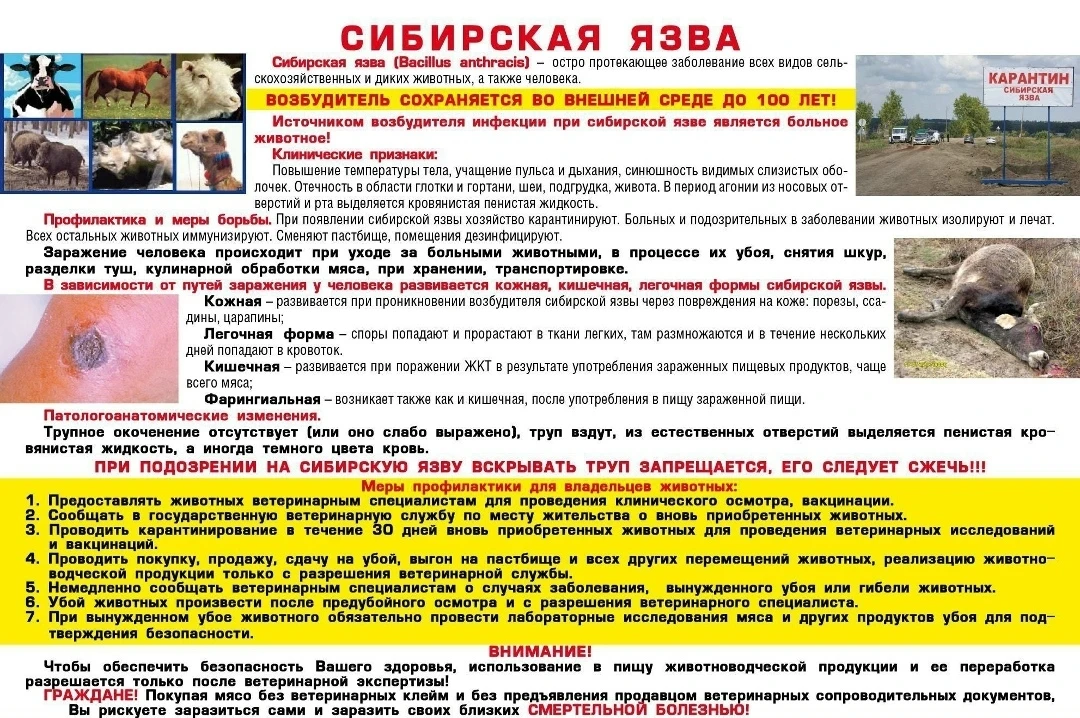 📌ПАМЯТКА ДЛЯ НАСЕЛЕНИЯ "СИБИРСКАЯ ЯЗВА"