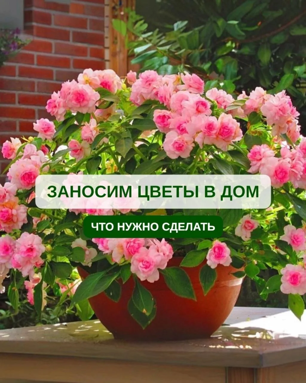 🌿 Осенний переезд: заносим цветы с участка в дом