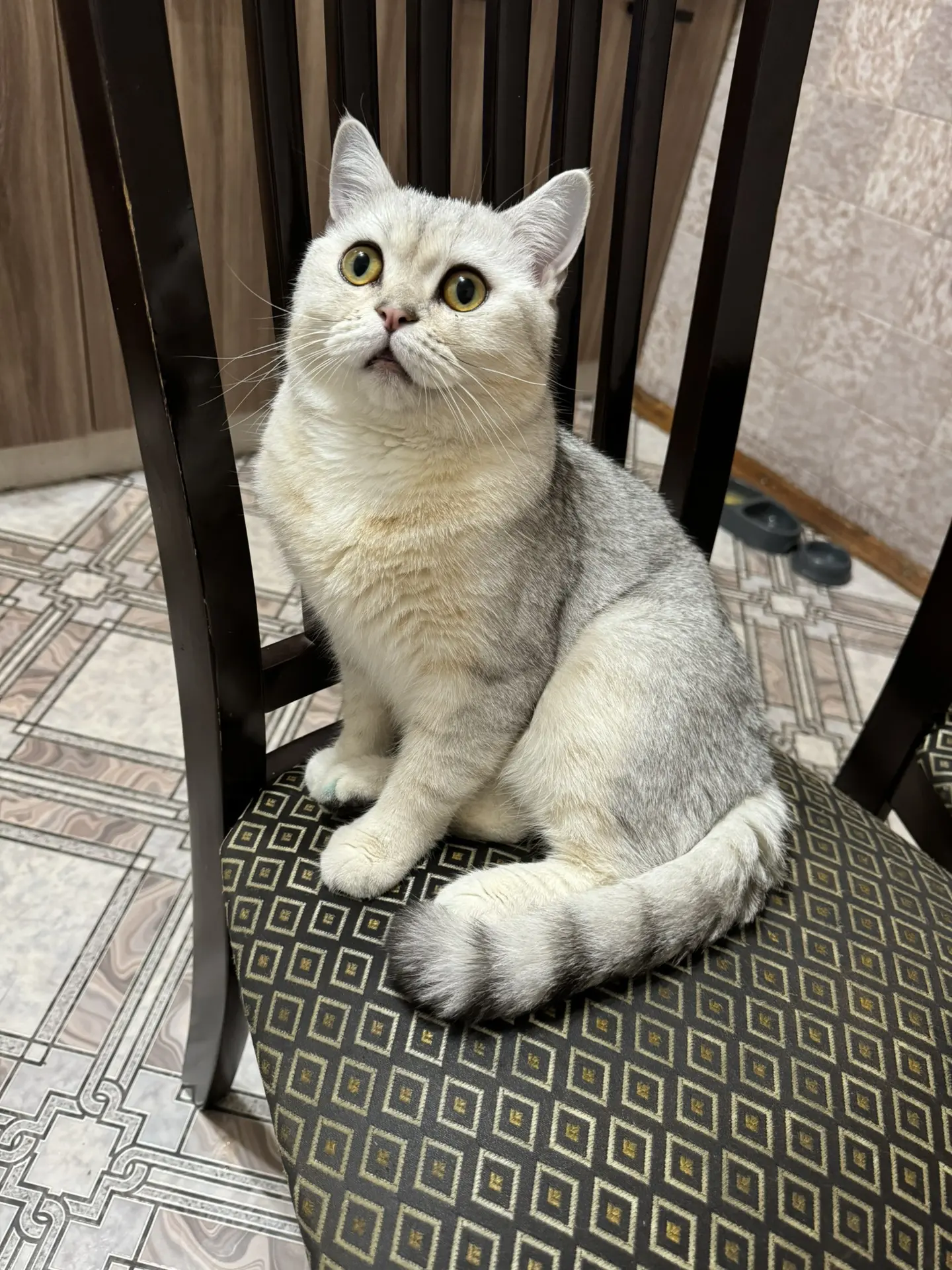 Наш красавчик Симба 🎀