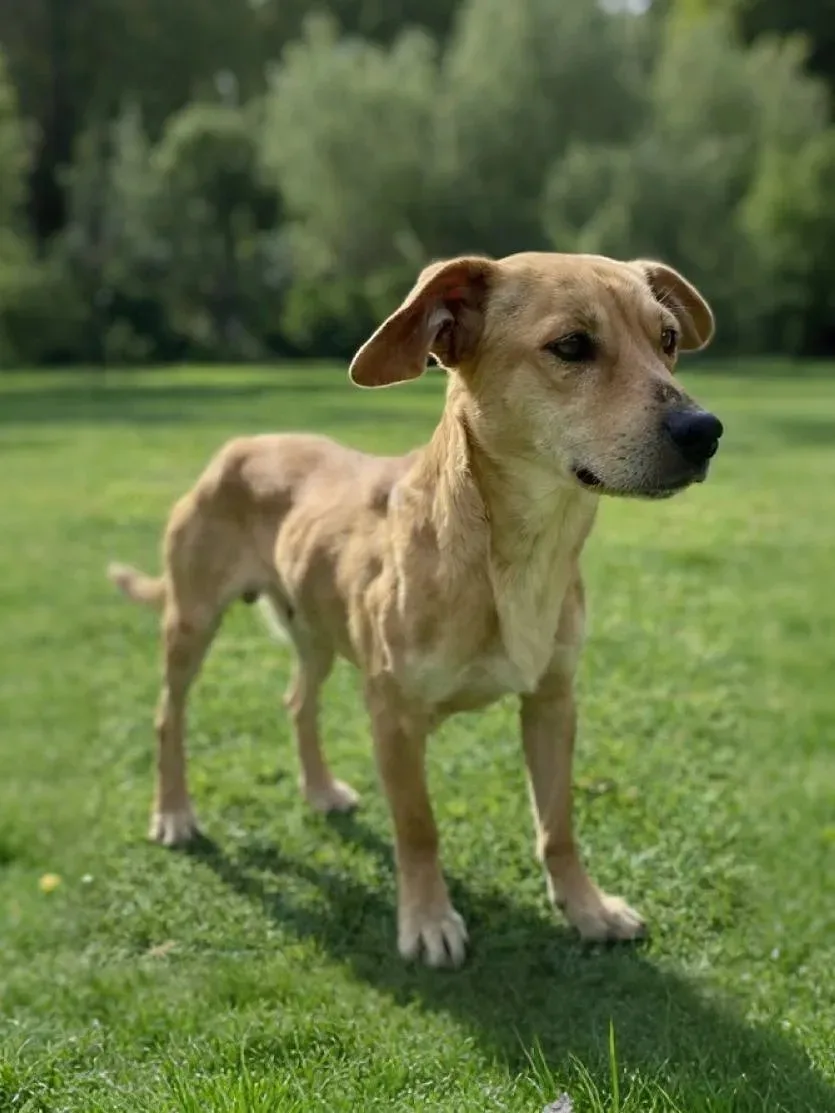 Ищет дом бесстрашный Лилейник из Домика Мелкашей Балашиха 🌺🐕  Москва и МО  Привет! Я- Лилейник, и мн