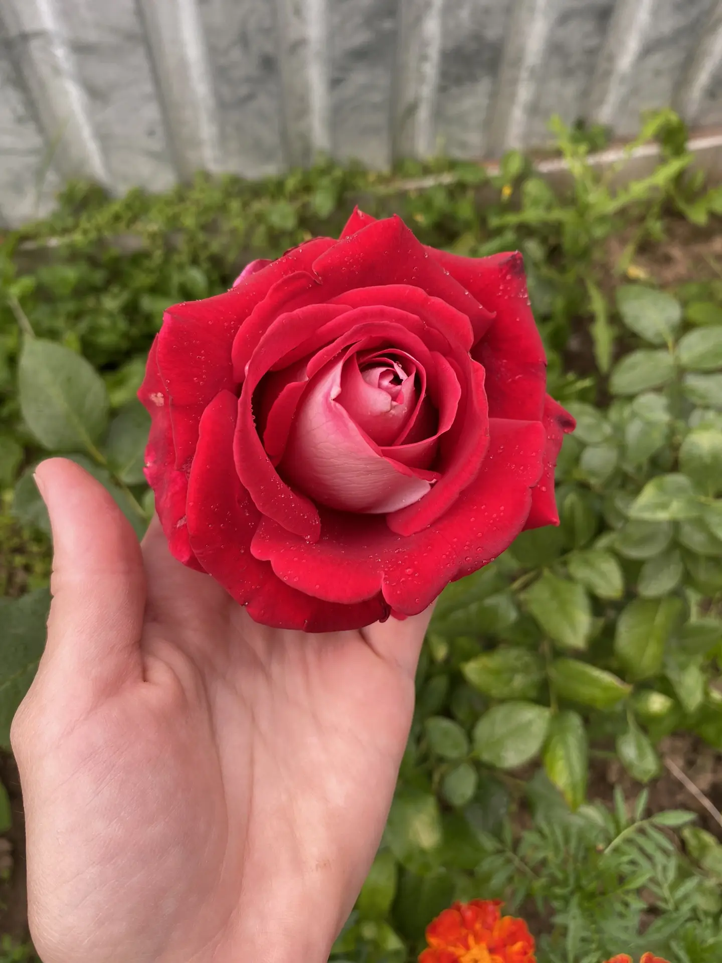 🌹 Роза распустилась.