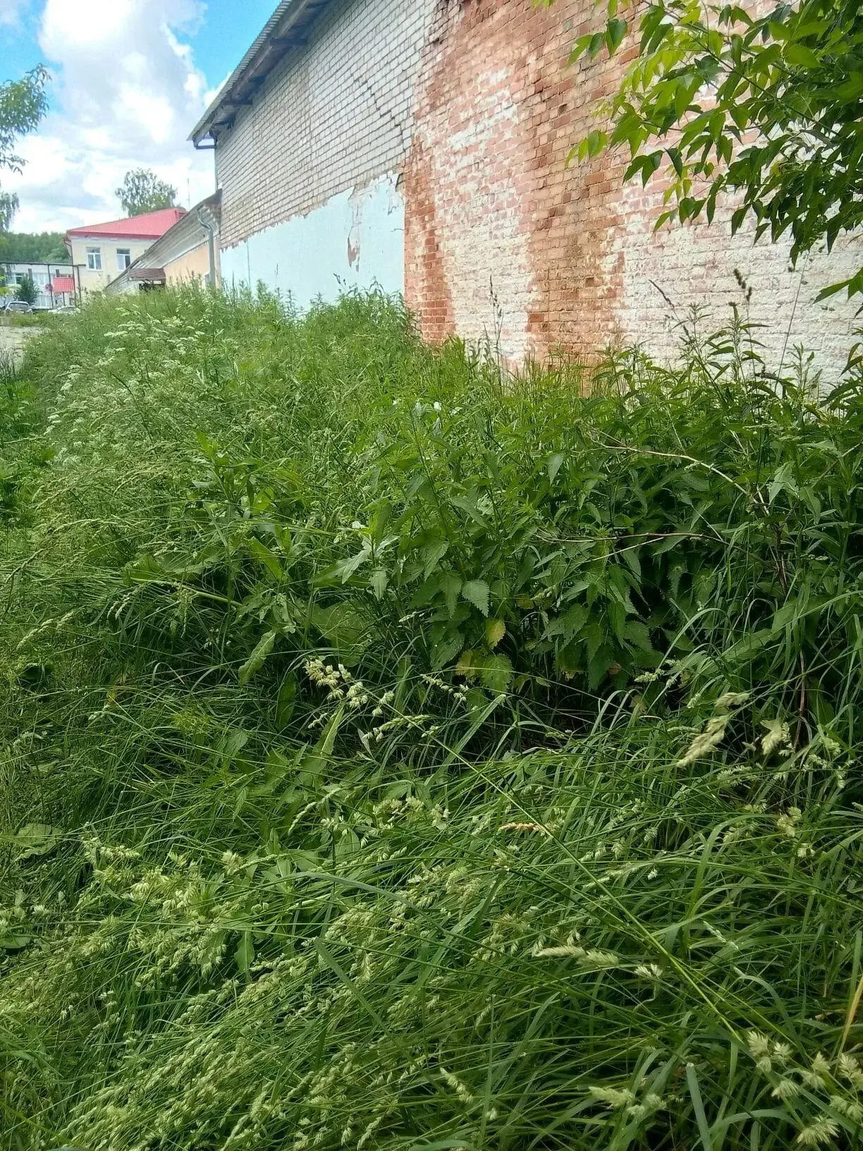 Руководитель Автошколы!!! Это надо так запустить территорию вокруг школы...Позор. И это...