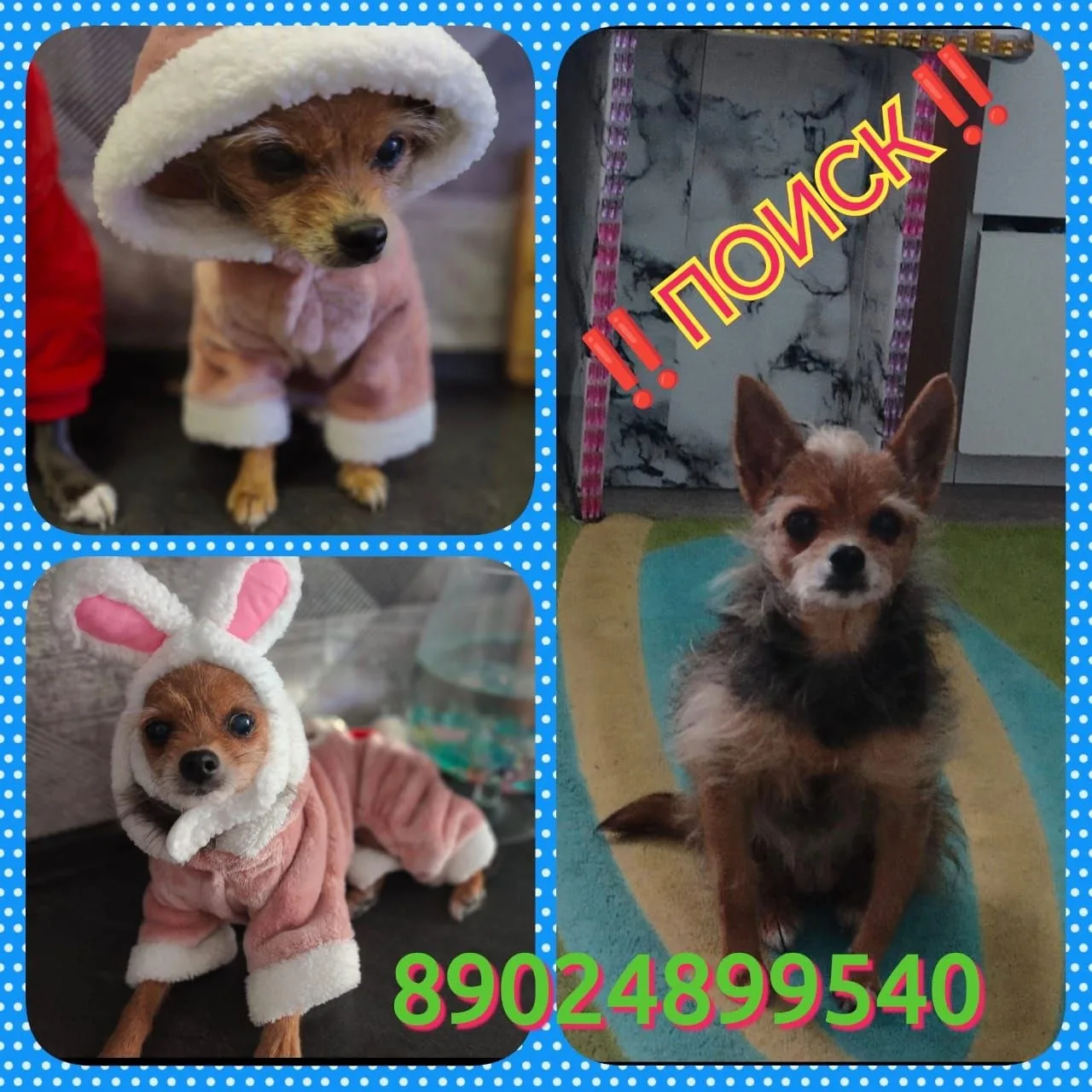 ♦В конце сентября, в г. Арсеньев, пропала собачка🐶Девочка,возрастная, передняя лапка н...