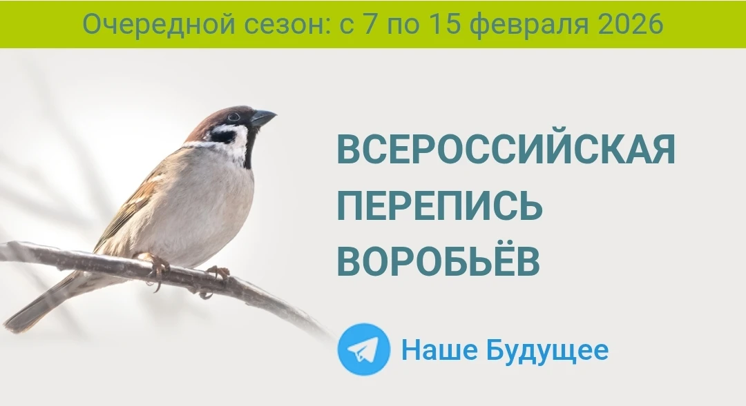 Приглашаем к участию в зимнем сезоне Всероссийской переписи воробьев «Воробьи на кустах» 📝🐦 ☝Сроки п