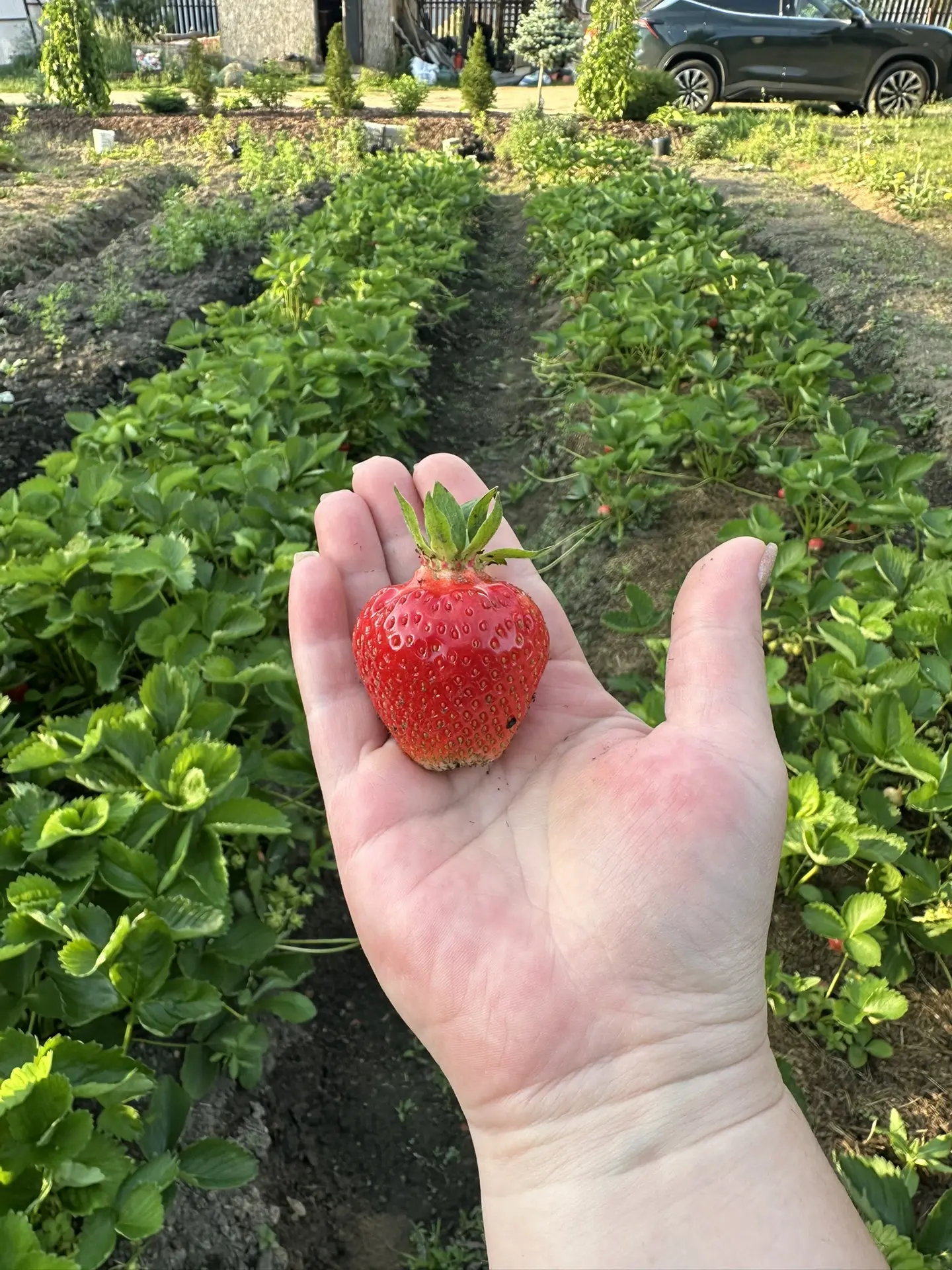 Просто прогуливалась 🍓😋.Начинаем пополнять запасы варенья на продажу .