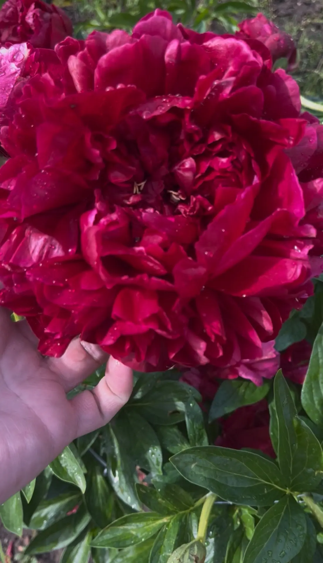 Доброе утро, друзья! 🌼