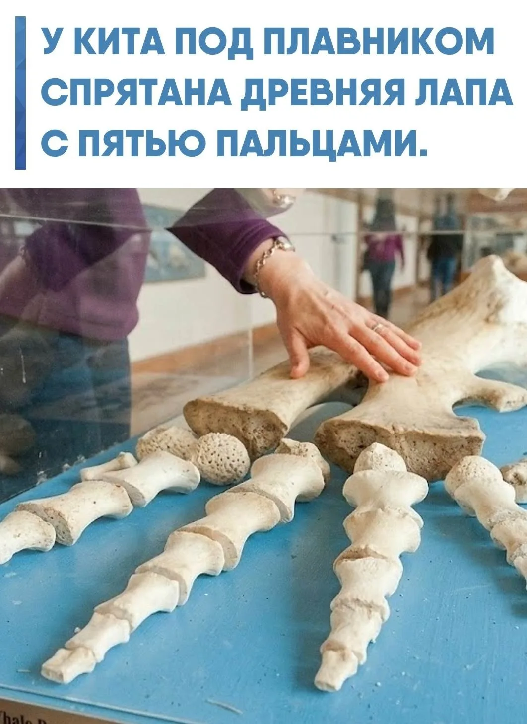 То, что на ките напоминает плавник, по своей внутренней структуре очень похоже на руку:...