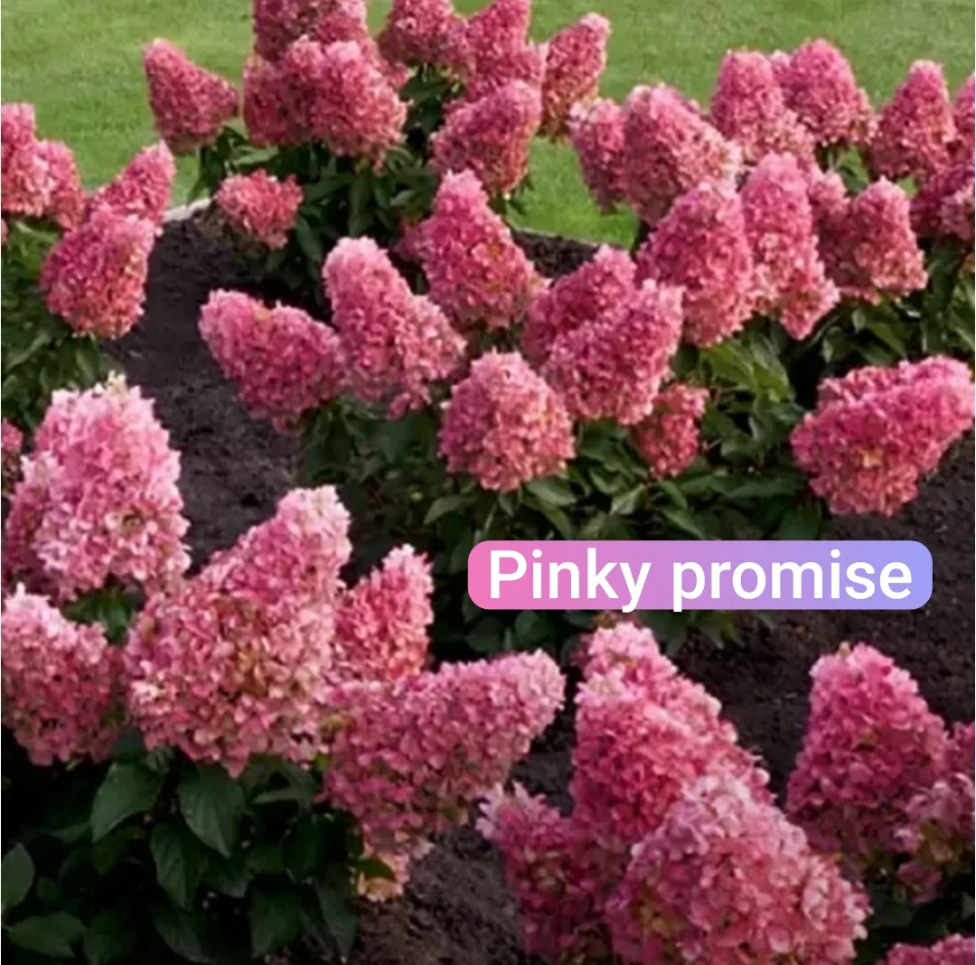 💚Ближайшие посты будут про НОВИНКИ в нашем Питомнике!