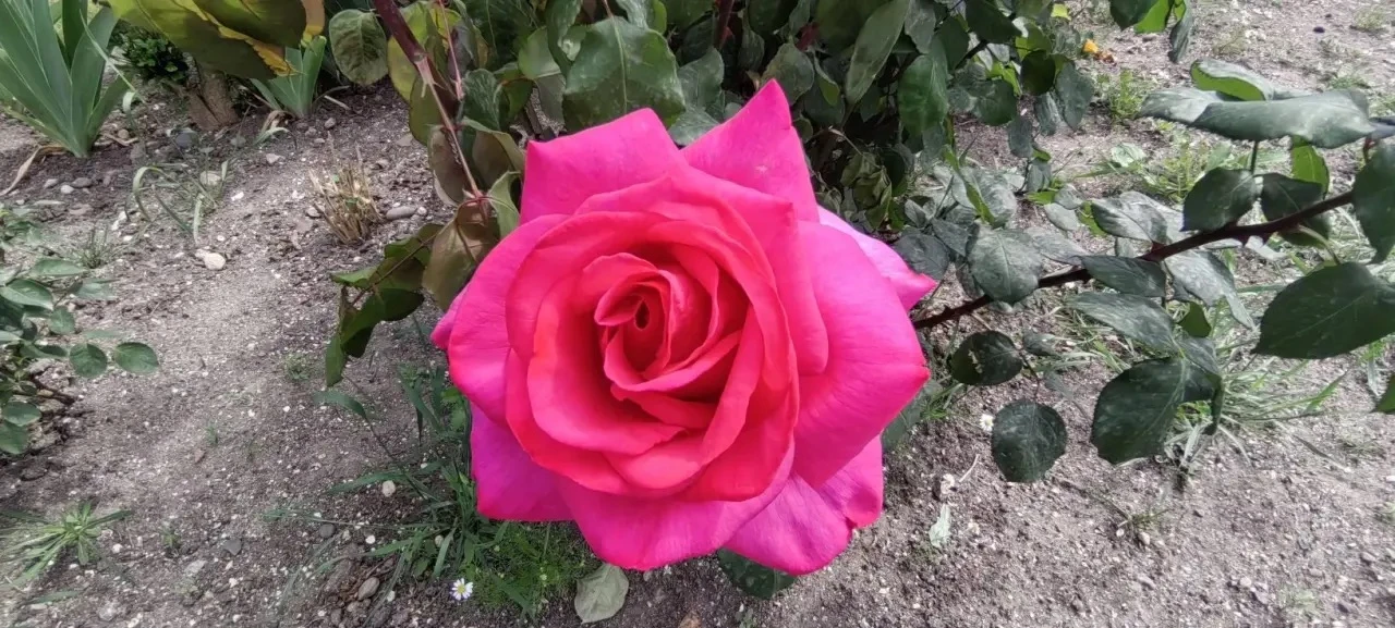 🌹Когда в городе зацветают розы, улицы словно оживают новой, особенной красотой  Воздух наполняется т