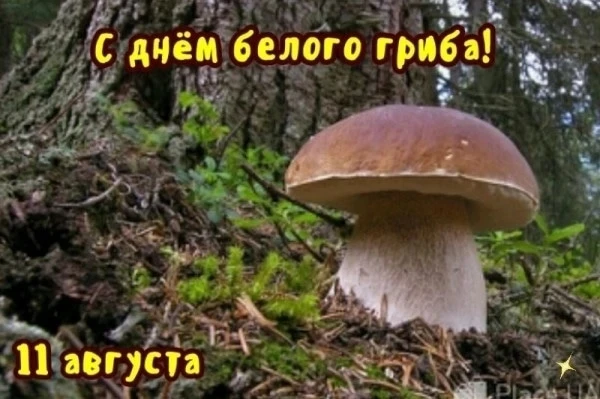 День белого гриба!!!
