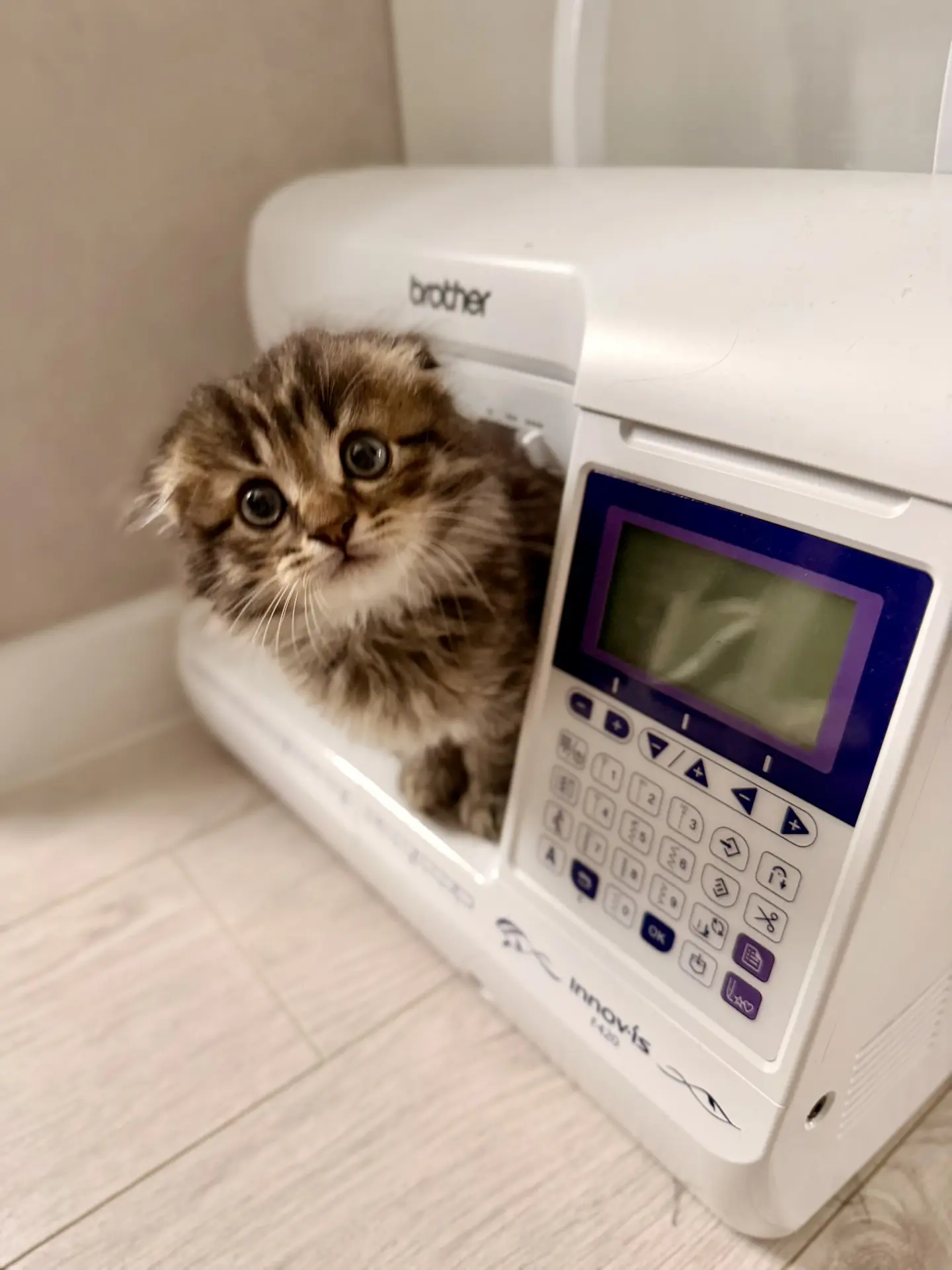 Знакомьтесь, наш новый член семьи - Марсель😻