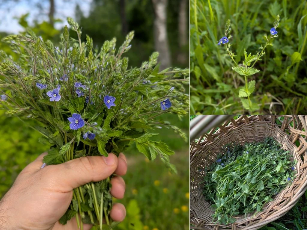 7 рецептов с Вероникой - грибок, легкие, кожа, нефрит, подагра, мигрень  🌸 Признаться, я являюсь бол