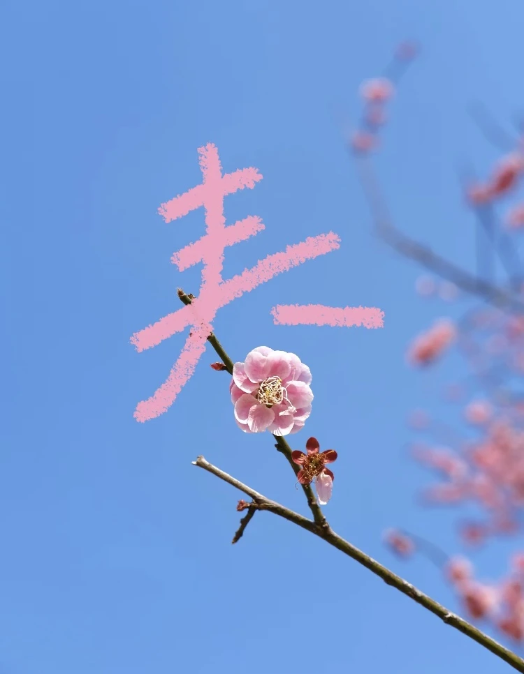 🌸 樱花 ( yīng huā)