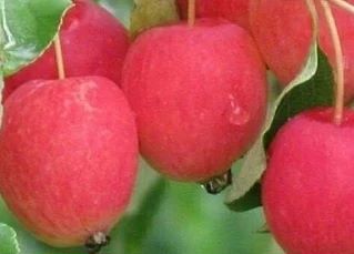 🍎 Встречайте яблоню Кузнецовское — настоящую находку для ценителей вкуса!