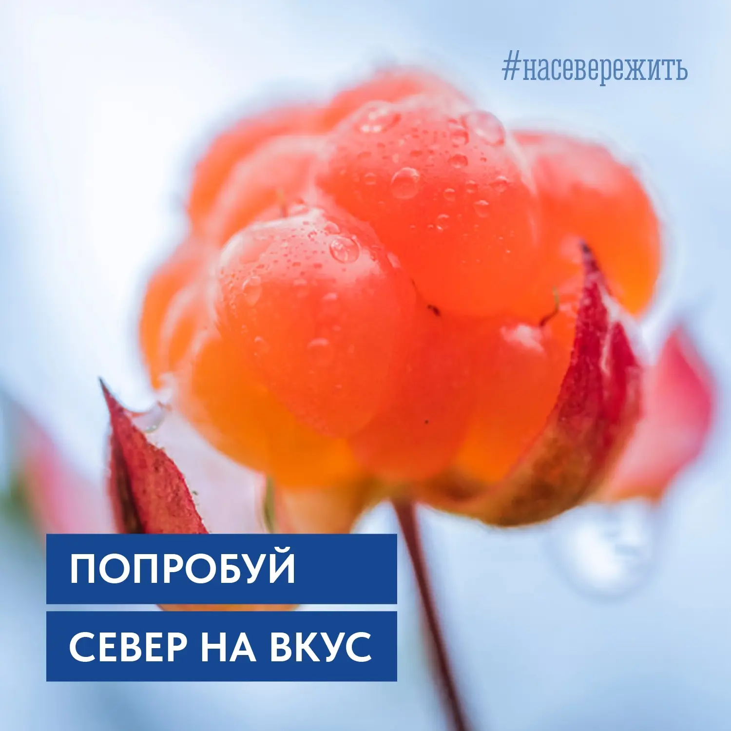 А вы уже собирали северные ягоды в этом сезоне? 🫐 

Делитесь фото в комментариях!