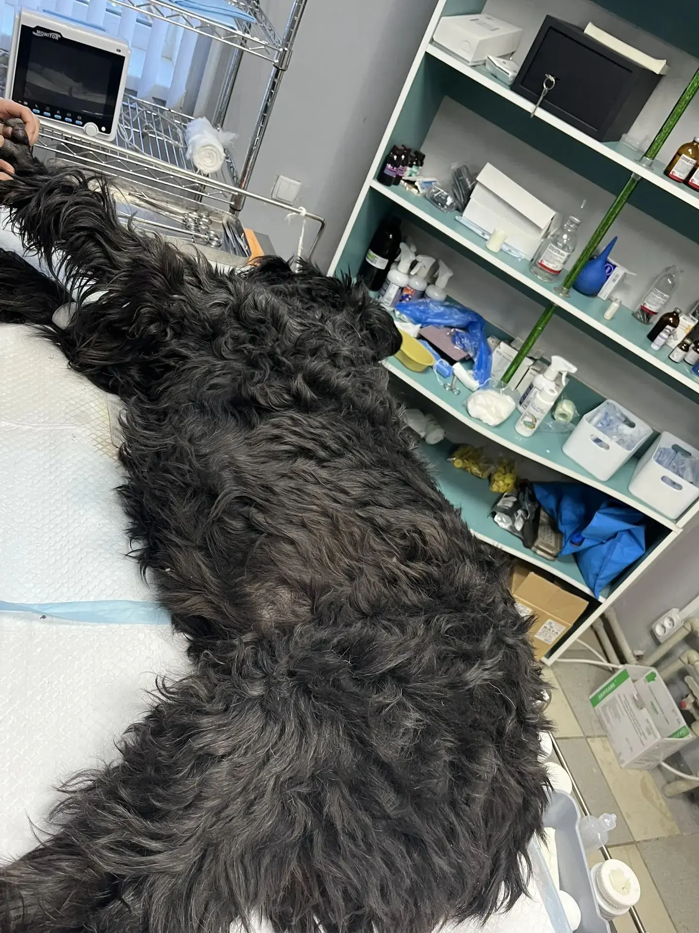 🏥👨‍⚕️🩺удаление  кожного новообразования 🐾🐕