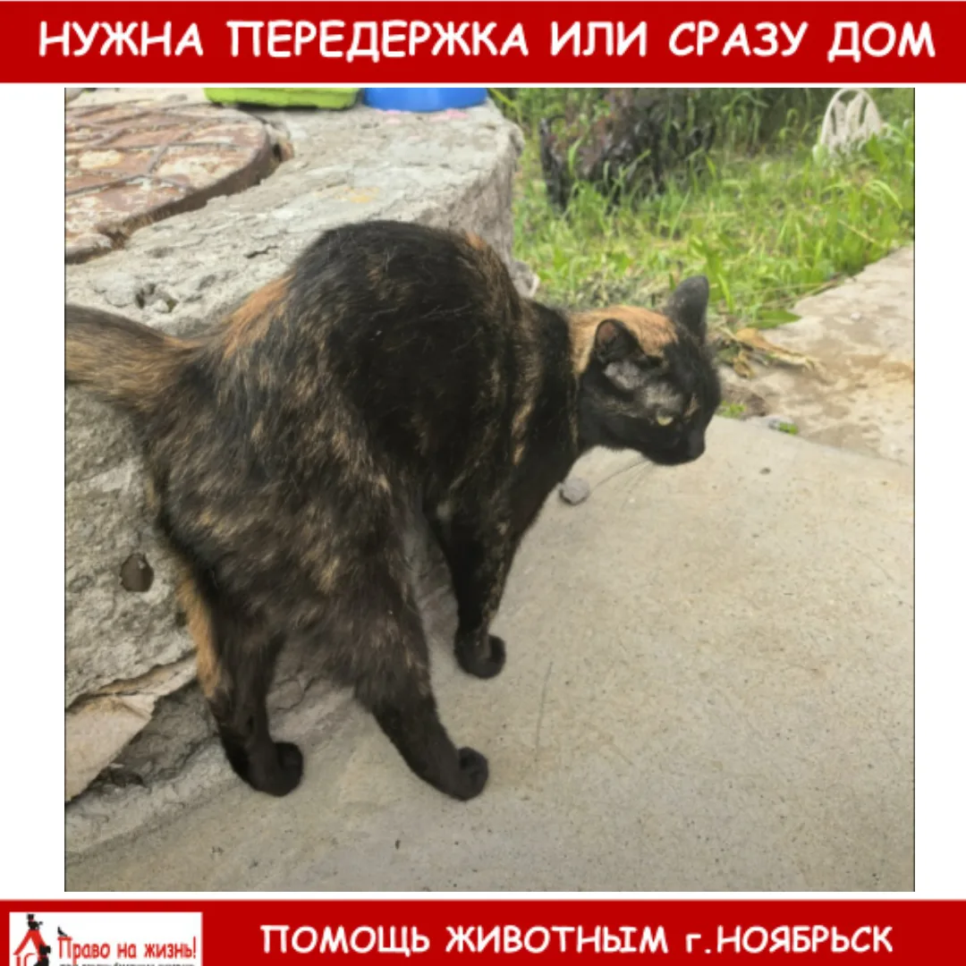 Может кому приглянется кошечка подросток или найдутся хозяева, бегает у домов парогазовой, ранее был