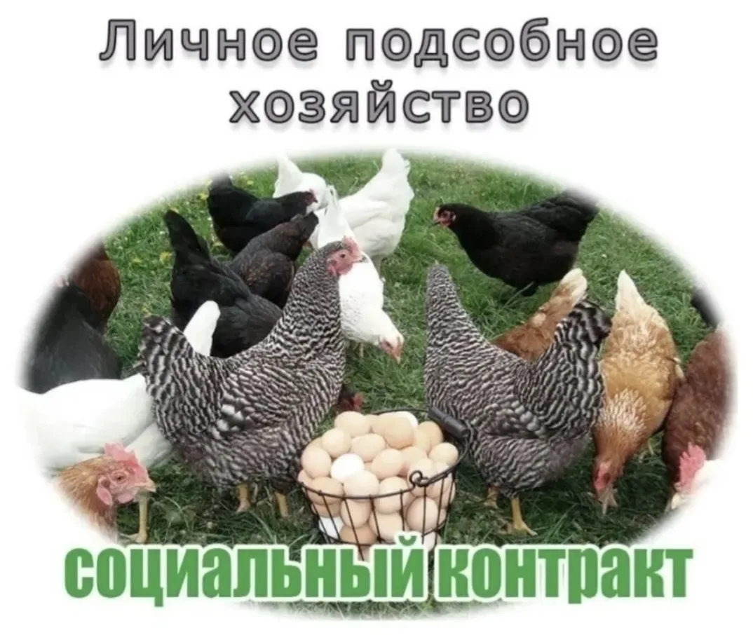 УСЗН Орловского района приглашает малоимущих семей, имеющим по независящим от них причи...