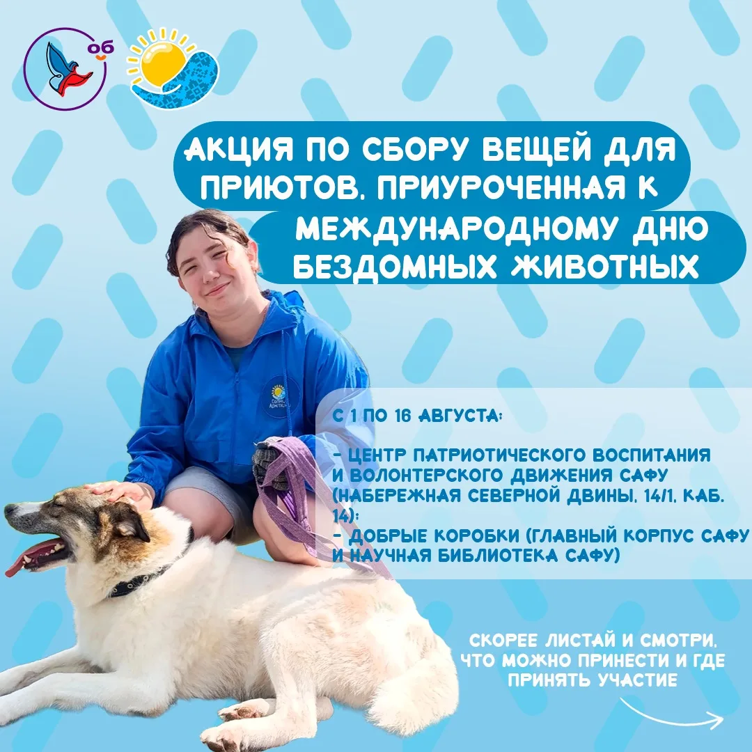 🐶 В САФУ собирают помощь приютам для бездомных животных