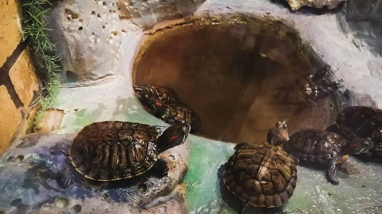 🐢 Тюменцев просят отдать домашние растения на корм черепахам