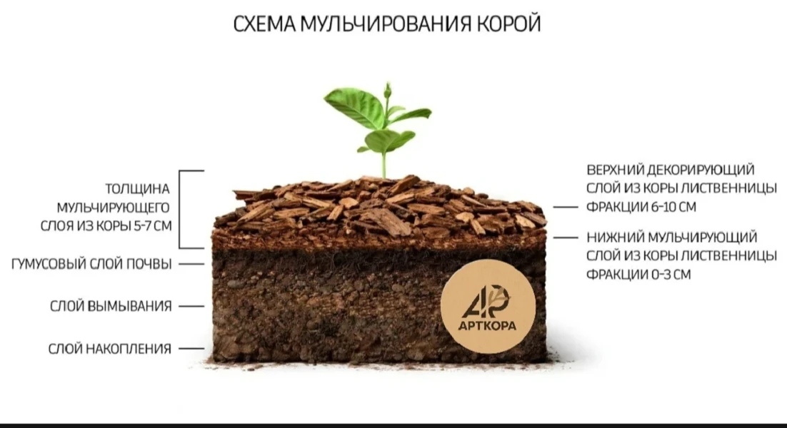 🌿 Как мульчировать правильно: важные нюансы