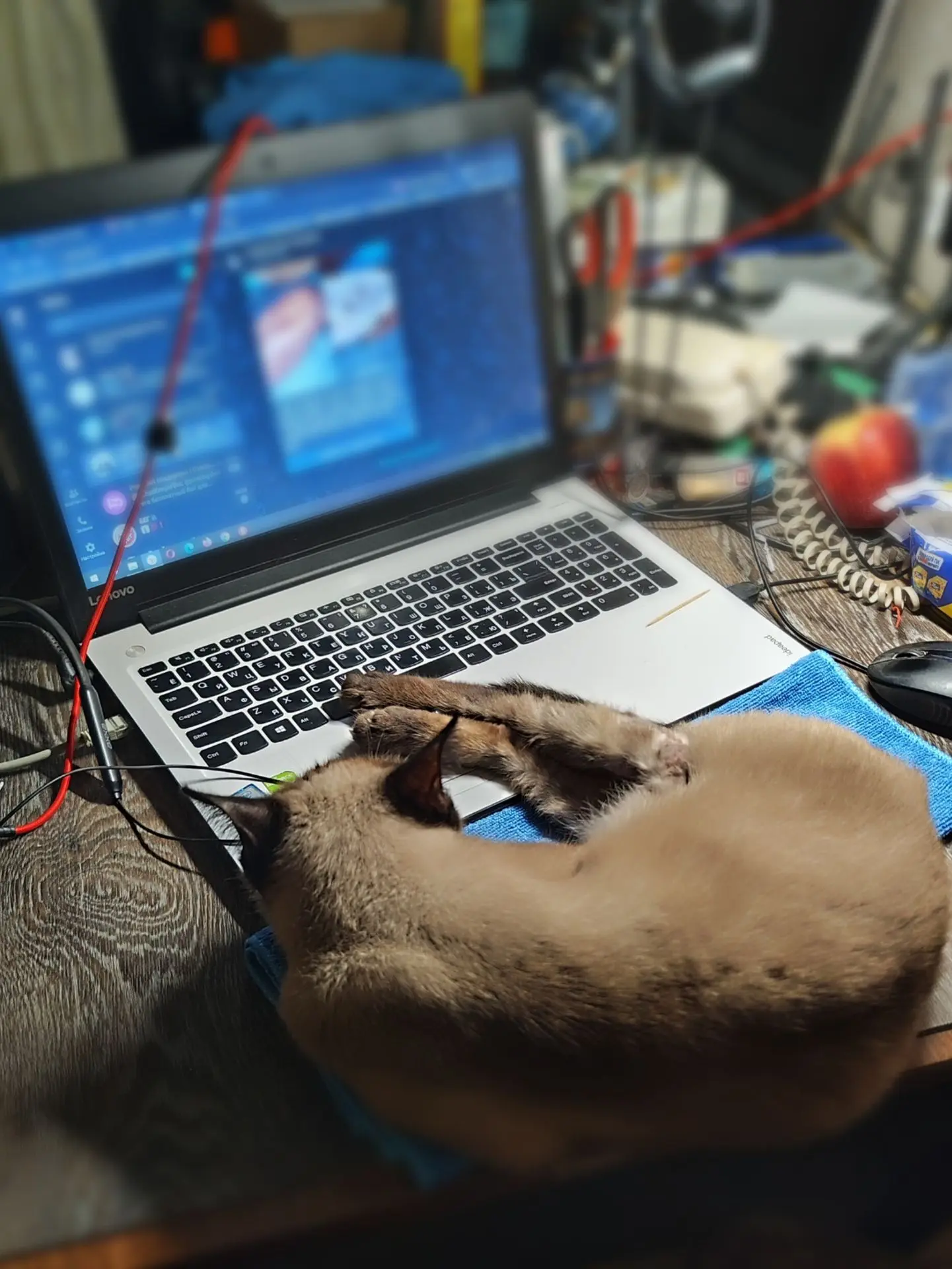 🤣 Мой личный ассистент по контенту решил вздремнуть прямо на клавиатуре.
🐈 Кажется, перерыв на сон
