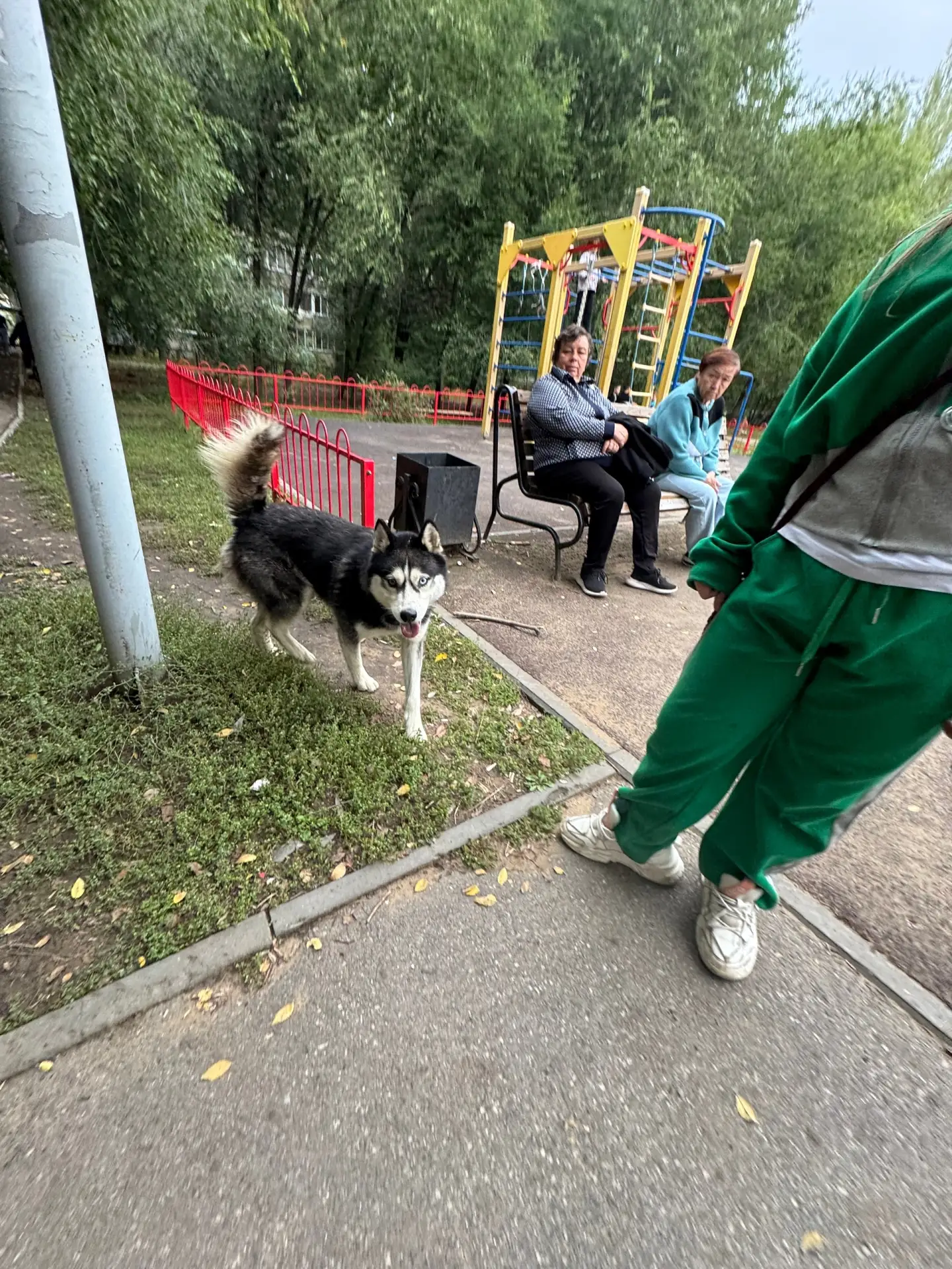 Во дворе Тархова, 5, на детской площадке гуляет хаски. Глаза разноцветные.