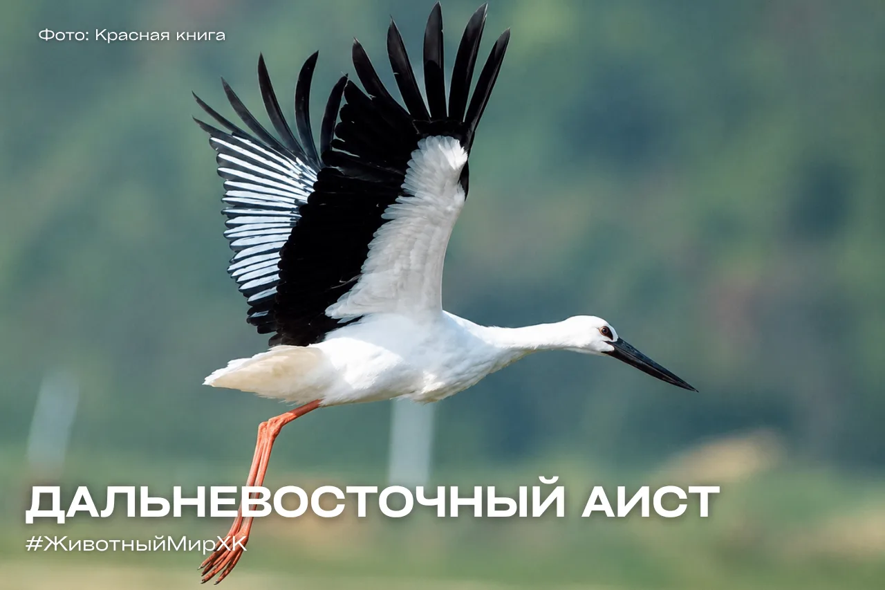#ЖивотныйМирХК: большой, пернатый, с чёрным клювом 🪽
