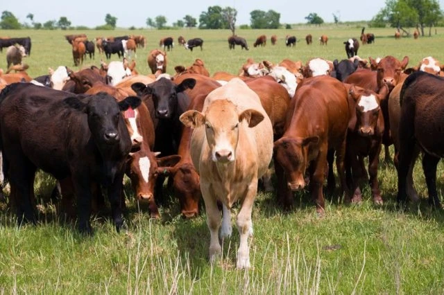 🐮16 июня 2026 года на базе Филиала Племенной завод «Комсомольское» ФГБНУ «Федеральный Алтайский нау