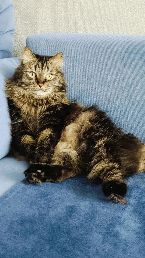 В первый день июля - котики! ❤️