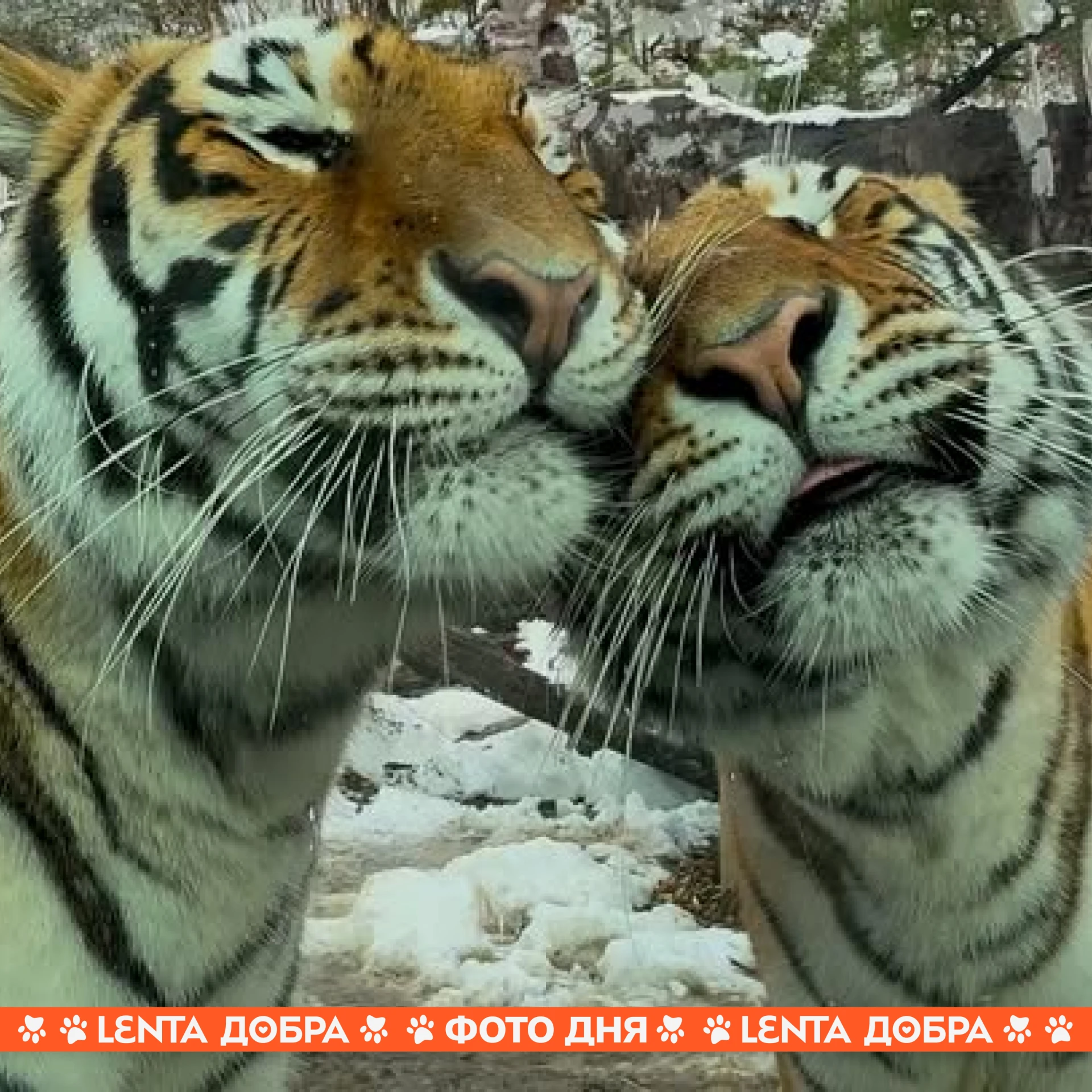 🐯 Фото дня: полосатые нежности