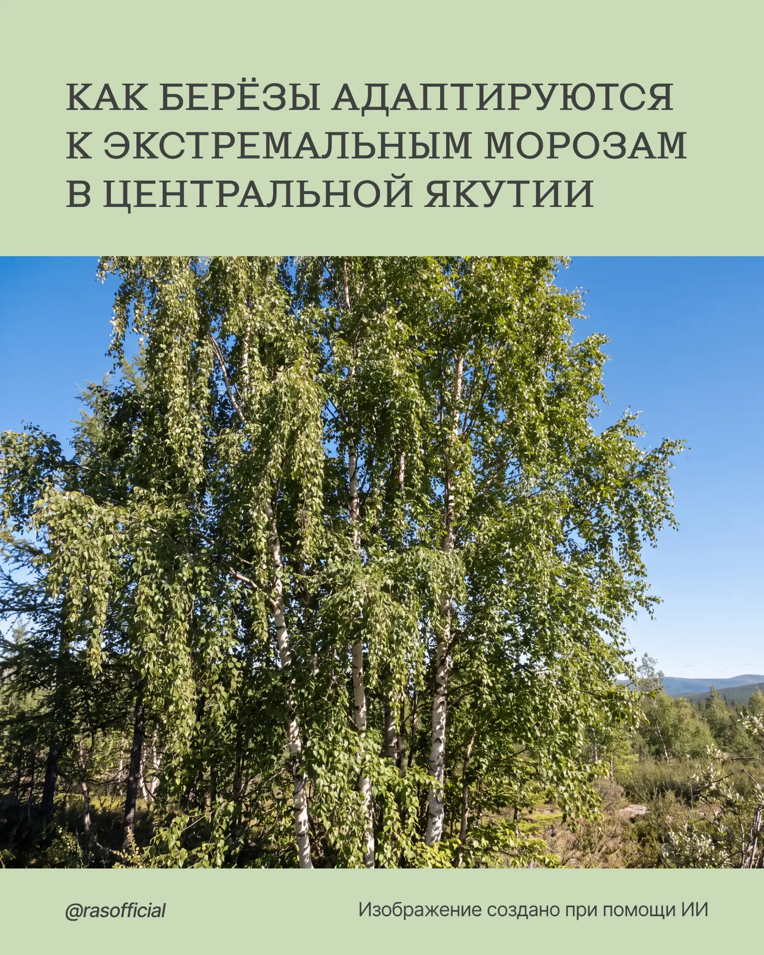 Как берёзы адаптируются к экстремальным морозам Центральной Якутии

Учёные из Института биологически