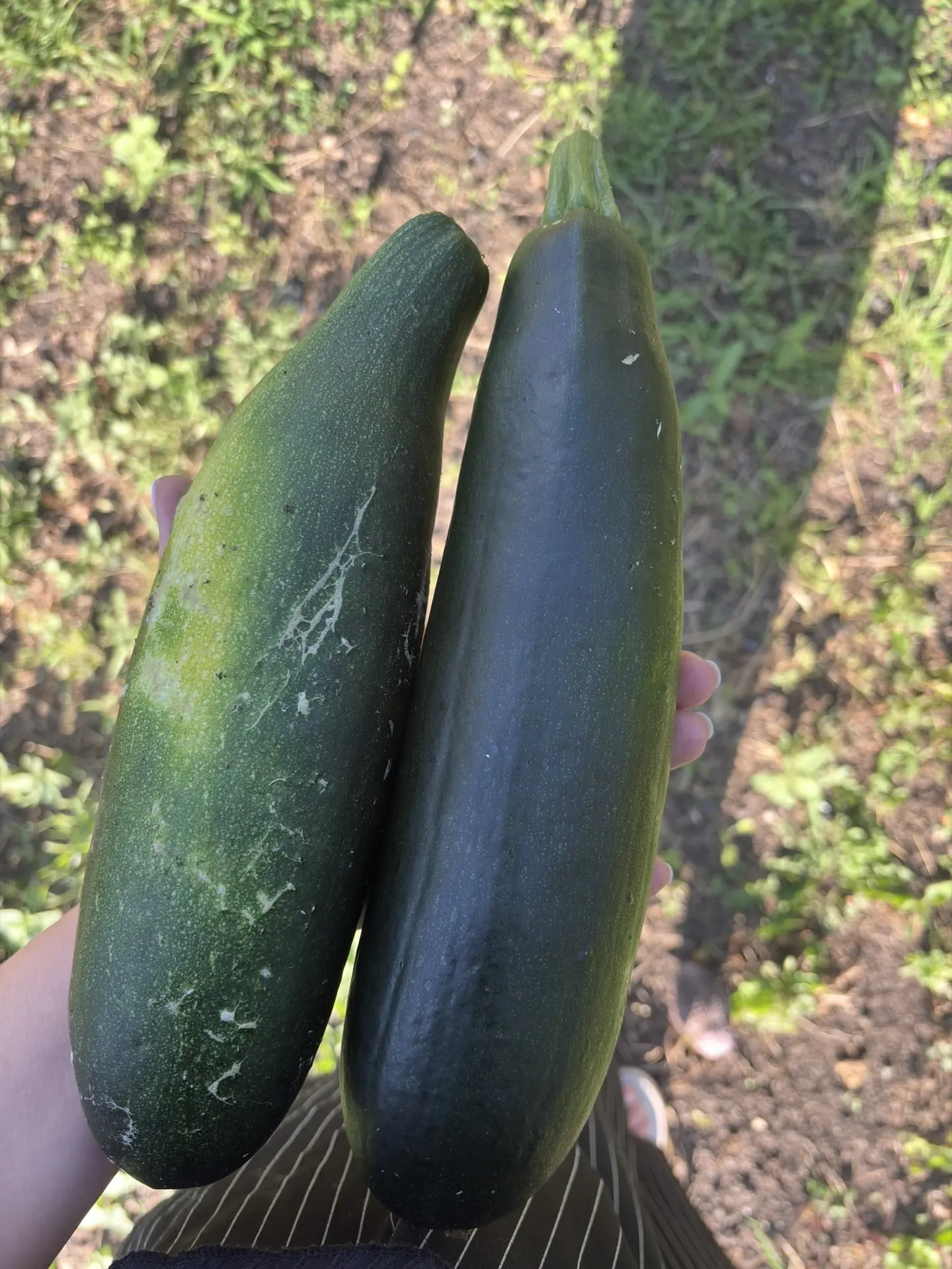 🥒 Кабачки на даче: простой овощ, который кормит всё лето