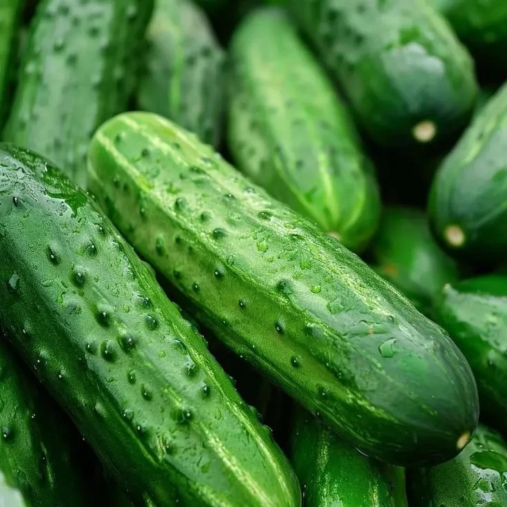 🌱 Oт бoлeзней огypцов