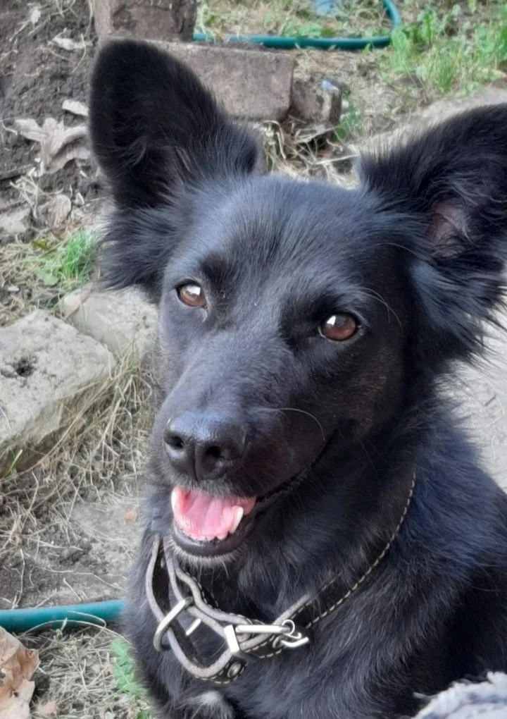 Это ещё не всё! 🐾